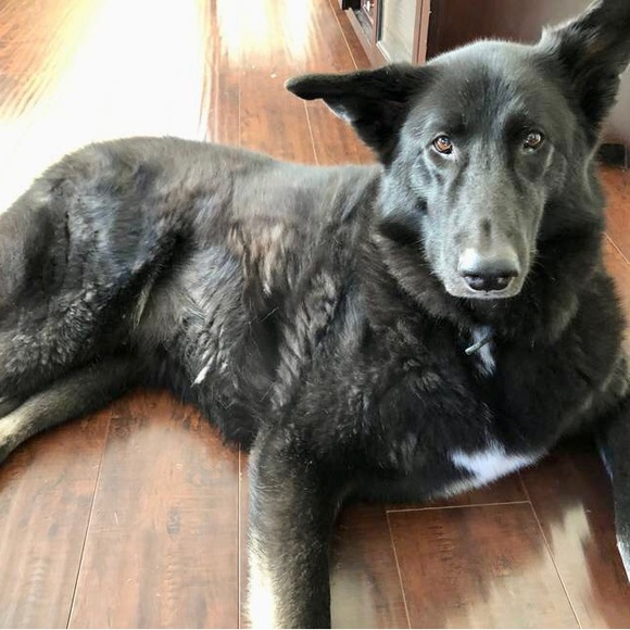 Meet your Posher, Alan - Picture 6 of 6